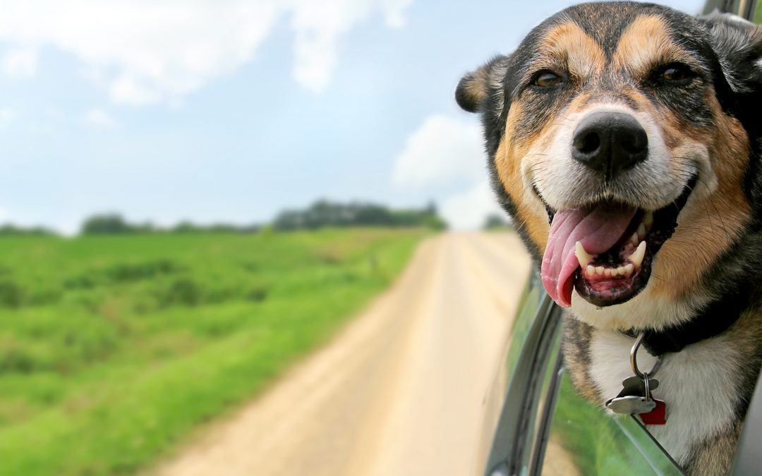 6 Tips for Making Your Move Easier on Your Dog