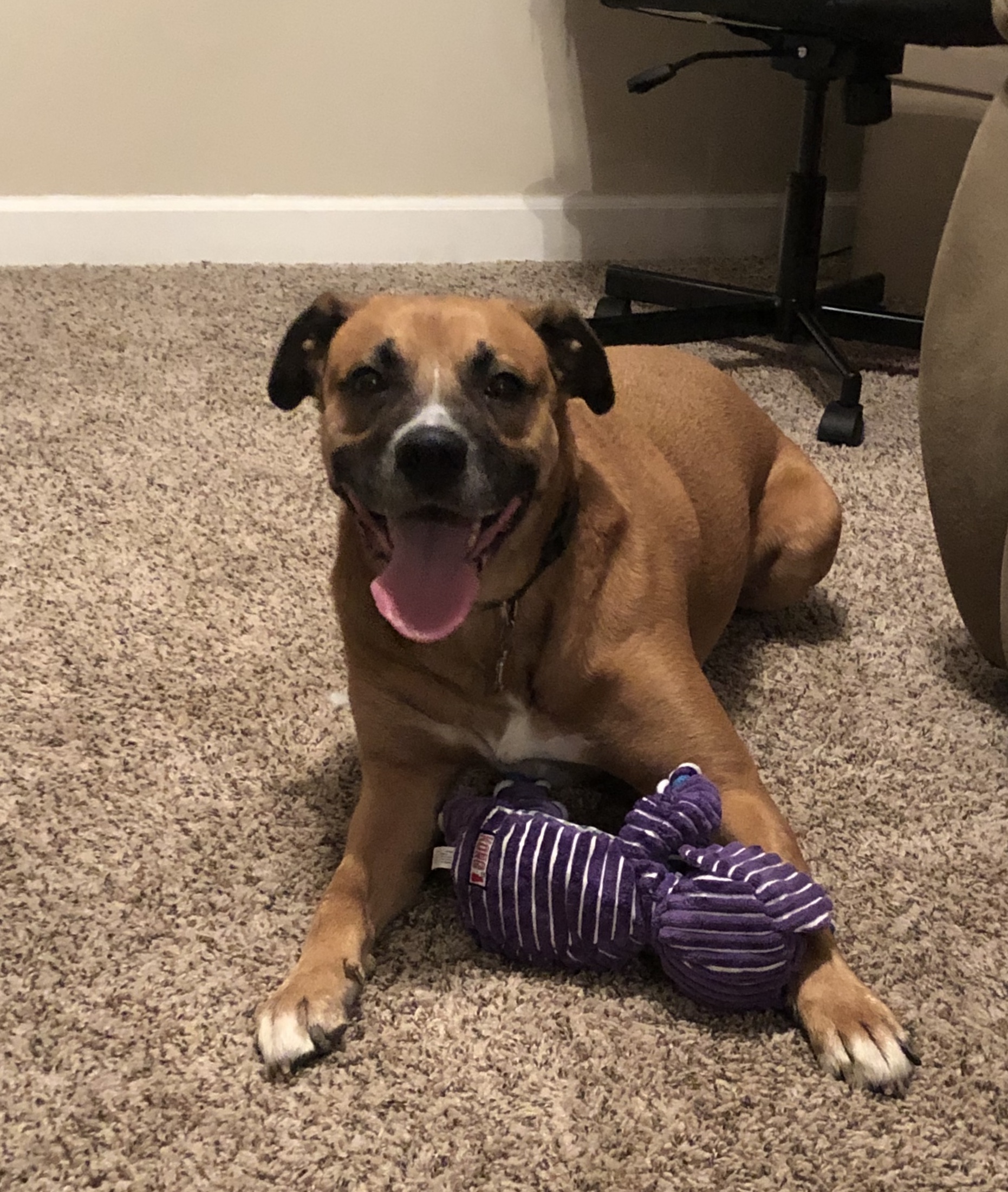 Happy-Dog-with-Toy