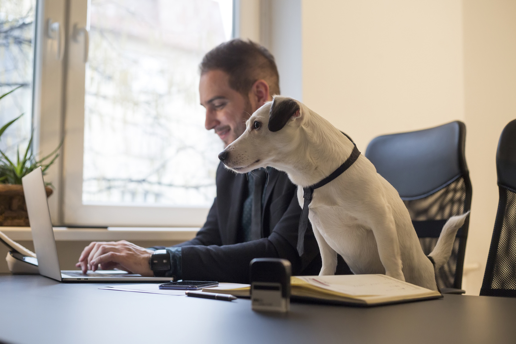 Dog-in-Office-with-Businessman