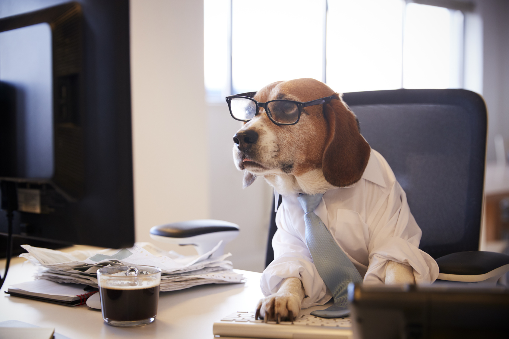 Beagle-Dressed-as-Businessman-Watching-Computer