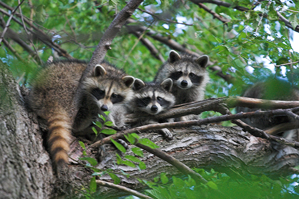 Damage-caused-by-Racoons