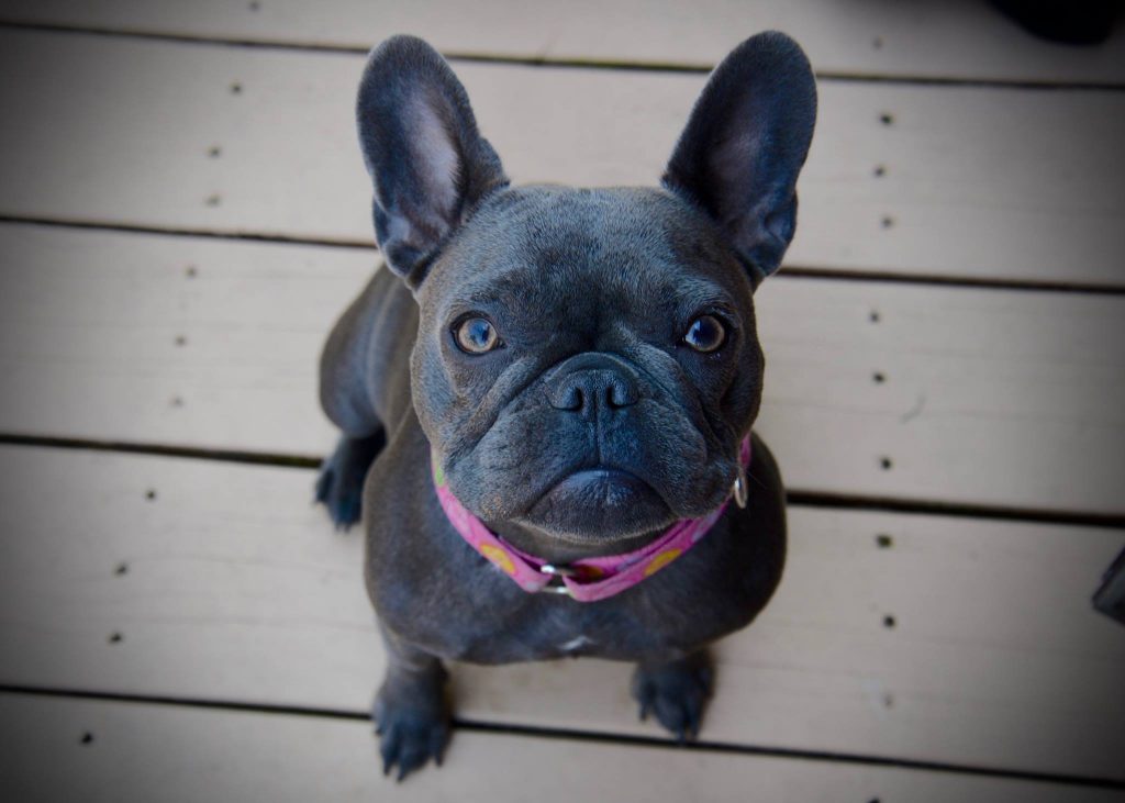 French-Bulldog